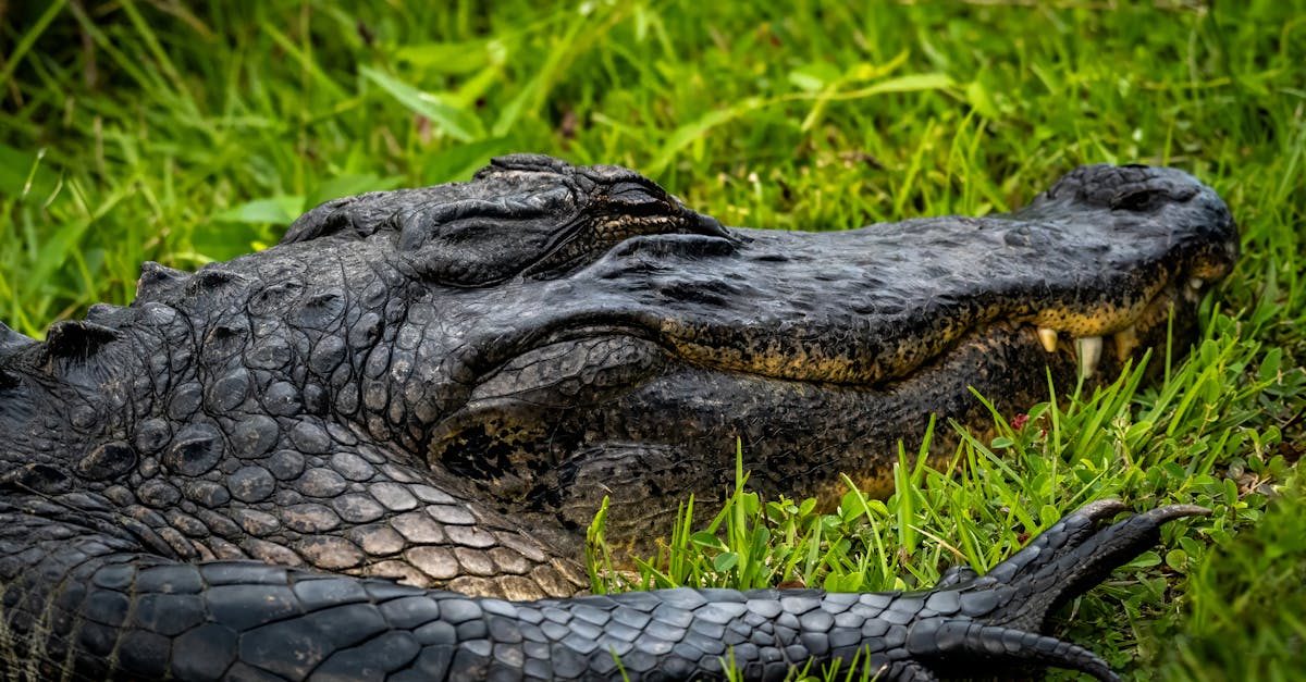 Detailed capture of an alligator lounging on lush green grass in Everglades City, Florida.